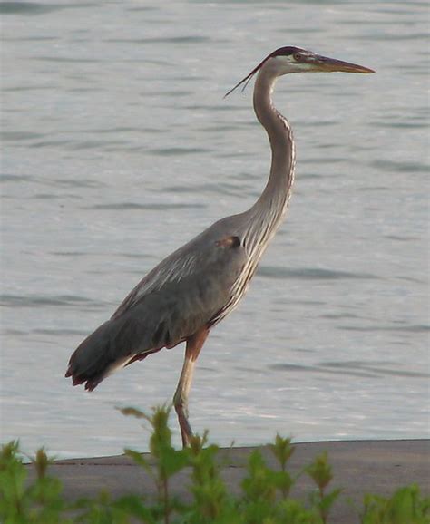 celine sullivan blue heron 2020|Pelican, March, 2018 .